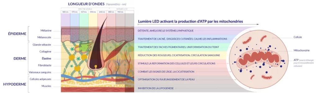 photomodulation LED-effets-couleurs-led